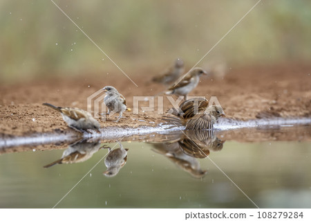 Southern Grey headed Sparrow in Kruger National park, South Africa Southern Grey headed Sparrow in Kruger National park, South Africa 108279284
