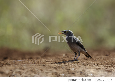 Wattled Starling in Kruger National park, South Africa Wattled Starling in Kruger National park, South Africa 108279287