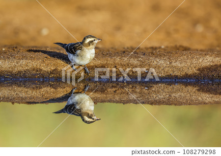Yellow-throated Petronia in Kruger National park, South Africa 108279298