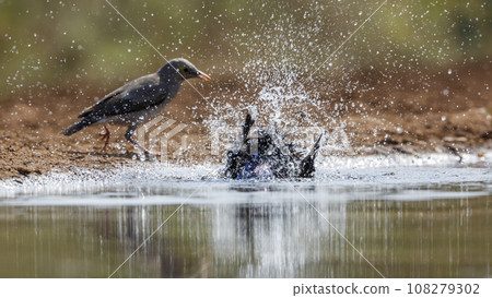 Cape Glossy Starling in Kruger National park, South Africa 108279302