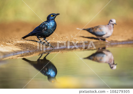 Cape Glossy Starling in Kruger National park, South Africa 108279305