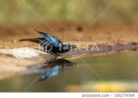 Cape Glossy Starling in Kruger National park, South Africa 108279306