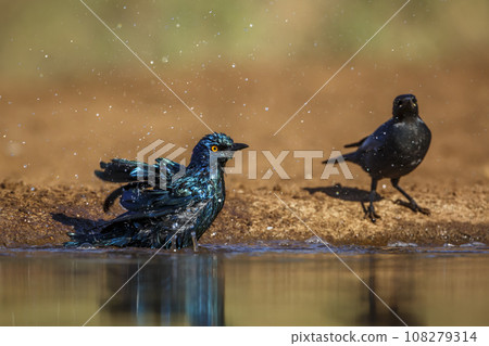 Cape Glossy Starling in Kruger National park, South Africa 108279314