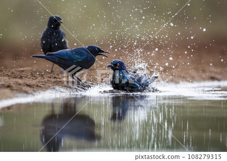 Cape Glossy Starling in Kruger National park, South Africa 108279315