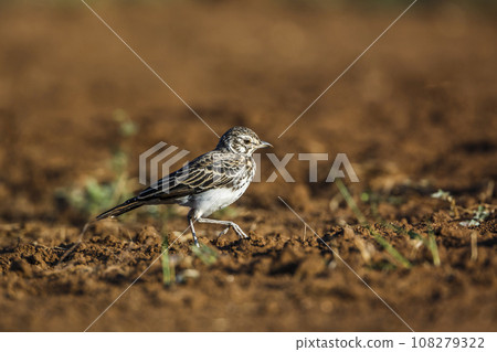 Dusky Lark in Kruger National park, South Africa Dusky Lark in Kruger National park, South Africa 108279322