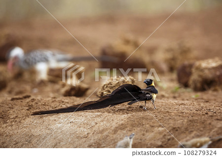 Eastern Paradise Whydah in Kruger National park, South Africa 108279324