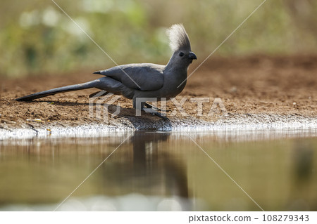 Grey go away bird in Kruger National park, South Africa Grey go away bird in Kruger National park, South Africa 108279343