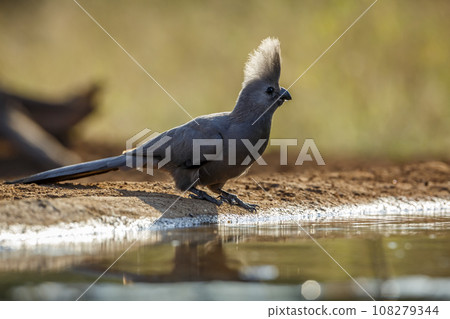 Grey go away bird in Kruger National park, South Africa 108279344