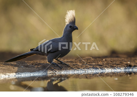 Grey go away bird in Kruger National park, South Africa Grey go away bird in Kruger National park, South Africa 108279346