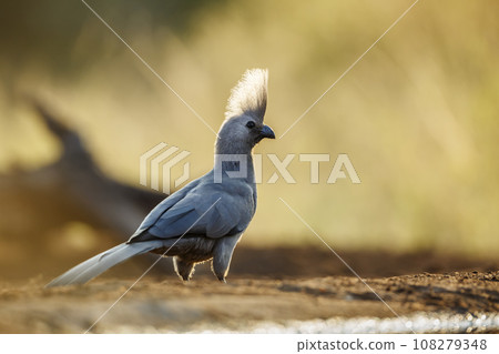 Grey go away bird in Kruger National park, South Africa Grey go away bird in Kruger National park, South Africa 108279348