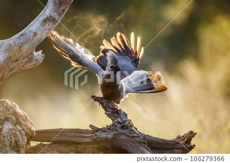 Grey go away bird in Kruger National park, South Africa 108279366