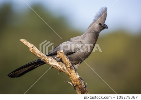 Grey go away bird in Kruger National park, South Africa 108279367