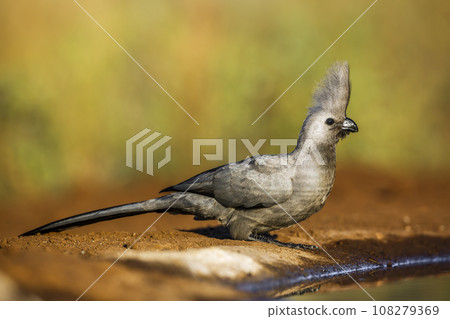 Grey go away bird in Kruger National park, South Africa Grey go away bird in Kruger National park, South Africa 108279369