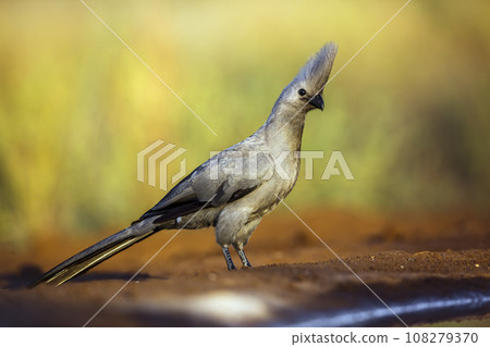 Grey go away bird in Kruger National park, South Africa Grey go away bird in Kruger National park, South Africa 108279370
