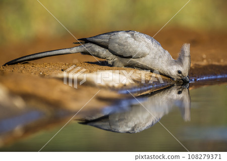 Grey go away bird in Kruger National park, South Africa Grey go away bird in Kruger National park, South Africa 108279371