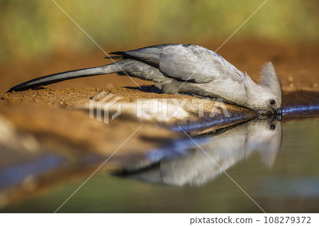 Grey go away bird in Kruger National park, South Africa 108279372