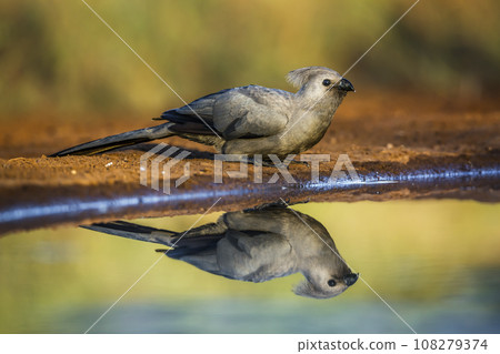 Grey go away bird in Kruger National park, South Africa 108279374