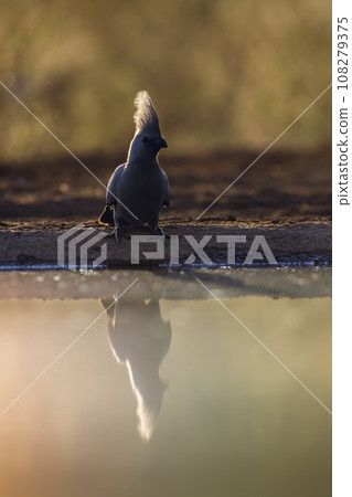 Grey go away bird in Kruger National park, South Africa Grey go away bird in Kruger National park, South Africa 108279375