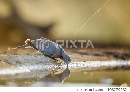 Laughing Dove in Kruger National park, South Africa 108279382