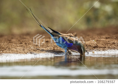 Lilac breasted roller in Kruger National park, South Africa Lilac breasted roller in Kruger National park, South Africa 108279387
