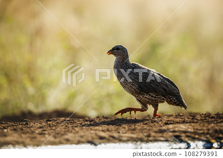 Natal francolin in Kruger National park, South Africa 108279391