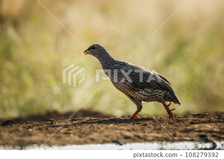 Natal francolin in Kruger National park, South Africa 108279392