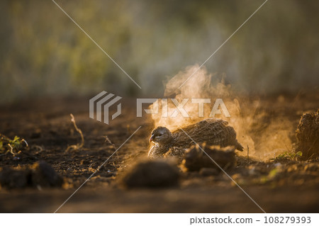 Natal francolin in Kruger National park, South Africa 108279393