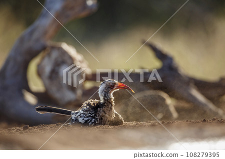Southern Red billed Hornbill in Kruger National park, South Africa Southern Red billed Hornbill in Kruger National park, South Africa 108279395