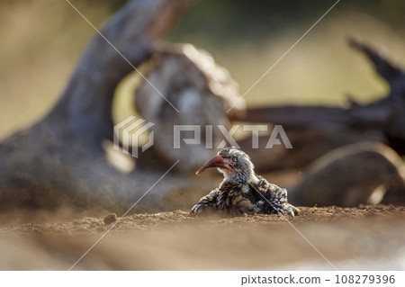 Southern Red billed Hornbill in Kruger National park, South Africa 108279396