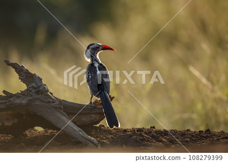 Southern Red billed Hornbill in Kruger National park, South Africa 108279399