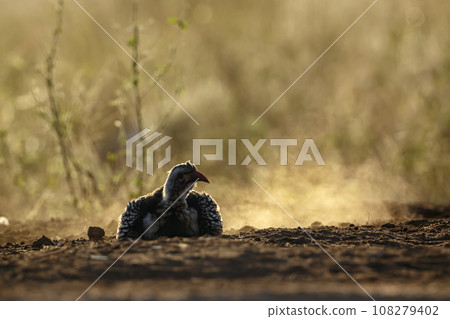 Southern Red billed Hornbill in Kruger National park, South Africa 108279402