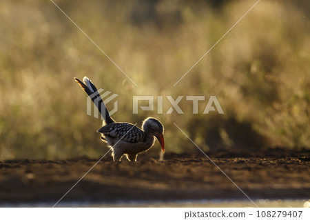 Southern Red billed Hornbill in Kruger National park, South Africa 108279407