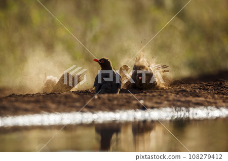 Red billed Oxpecker in Kruger National park, South Africa 108279412
