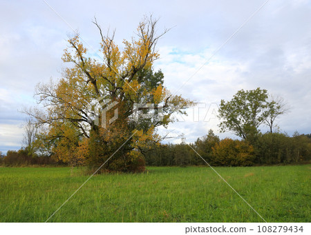 Multi colored aspen tree in autumn. 108279434