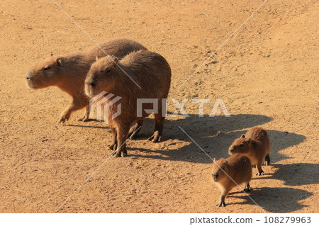 capybara family capybara family 108279963