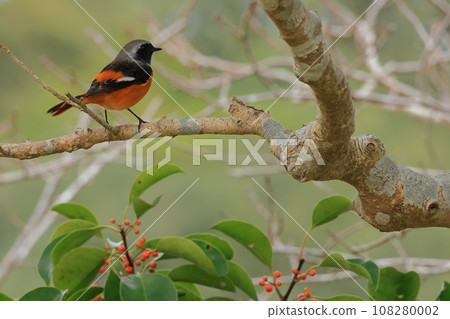 Daurian Redstart and Black-crowned Flycatcher 108280002