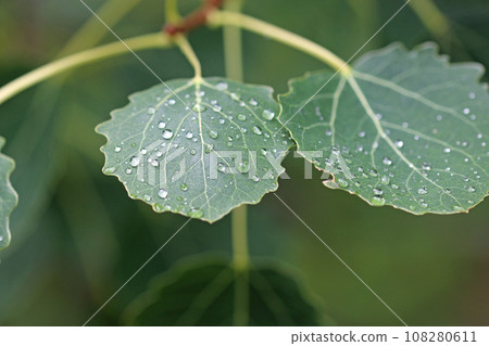 Aspen tree leaves with raindrops in close up Aspen tree leaves with raindrops in close up 108280611