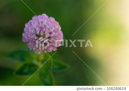 Close-up of a flower 108280629