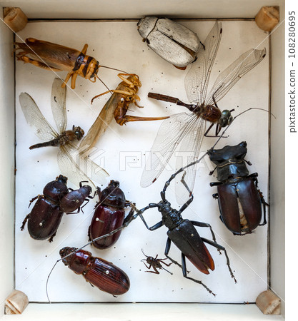 Collection of dried insects presented in a box Collection of dried insects presented in a box 108280695