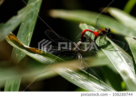 A pair of dragonflies mating on a bamboo leaf A pair of dragonflies mating on a bamboo leaf 108280744