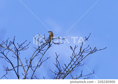 Territorial battle of female shrike - high-pitched screams in autumn Territorial battle of female shrike - high-pitched screams in autumn 108280900