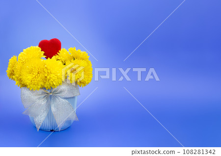 Yellow chrysanthemums in pot with bow and heart on blue background. Valentine's, International Women's Day, Birthday. Copy space Yellow chrysanthemums in pot with bow and heart on blue background. Valentine's, International Women's Day, Birthday. Copy space 108281342