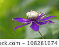 花 108281674