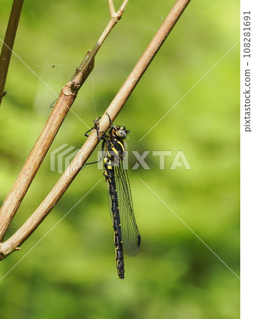 Mukasa Tombo 108281691