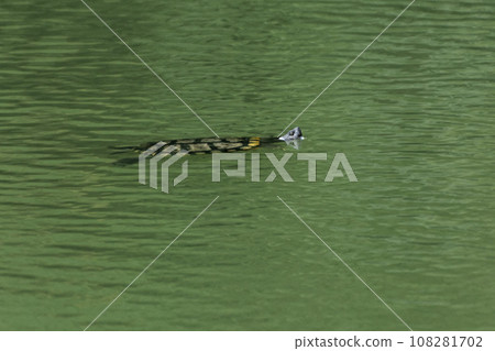 Japanese bull turtle swimming on the water surface 108281702
