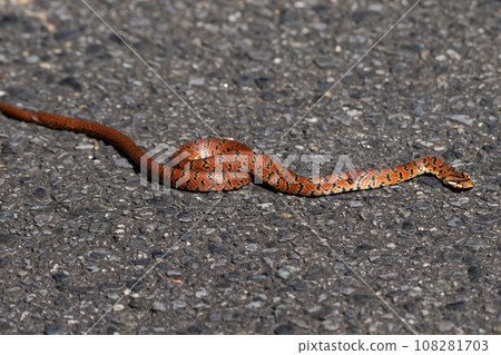A young snake of the long-snake family Crossing the road 108281703