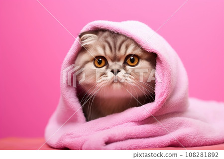 Cute scottish fold kitten wrapped in a towel on pink background. Washing pets. AI generated. 108281892