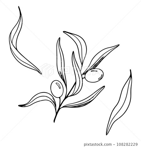 Sketch of olive branch with berries and leaves. Hand drawn vector line art illustration. Black and white drawing of the symbol of Italy or Greek for cards, design logo, tattoo 108282229