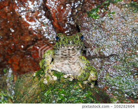 Amami Ishikawa Gael 108282604