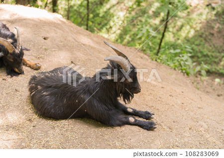 Black young horned goats 108283069